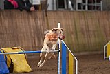 wedstrijd agility friends zondag