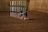 wedstrijd agility friends zondag
