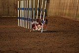wedstrijd agility friends zondag