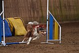 wedstrijd agility friends zondag