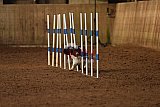 wedstrijd agility friends zondag