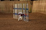 wedstrijd agility friends zondag