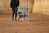 wedstrijd agility friends zondag