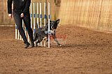 wedstrijd agility friends zondag