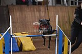 wedstrijd agility friends zondag