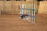 wedstrijd agility friends zondag