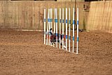 wedstrijd agility friends zondag