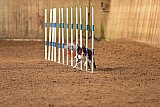 wedstrijd agility friends zondag
