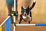 wedstrijd agility friends zondag
