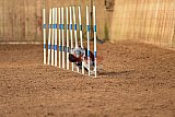 wedstrijd agility friends zondag