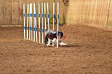 wedstrijd agility friends zondag