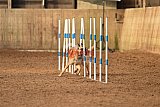 wedstrijd agility friends zondag