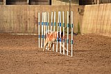 wedstrijd agility friends zondag