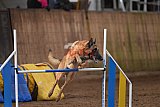 wedstrijd agility friends zondag