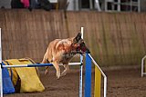 wedstrijd agility friends zondag