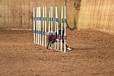 wedstrijd agility friends zondag