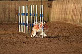 wedstrijd agility friends zondag