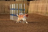 wedstrijd agility friends zondag
