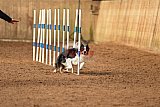 wedstrijd agility friends zondag