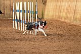 wedstrijd agility friends zondag