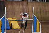 wedstrijd agility friends zondag