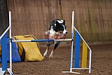 wedstrijd agility friends zondag