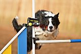 wedstrijd agility friends zondag