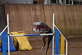 wedstrijd agility friends zondag