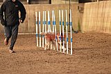 wedstrijd agility friends zondag