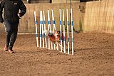 wedstrijd agility friends zondag