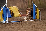 wedstrijd agility friends zondag