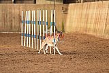 wedstrijd agility friends zondag