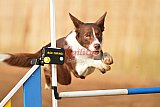 wedstrijd agility friends zondag