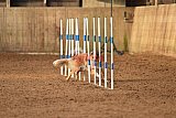 wedstrijd agility friends zondag