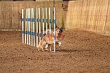 wedstrijd agility friends zondag