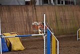 wedstrijd agility friends zondag