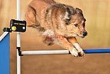 wedstrijd agility friends zondag