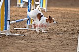wedstrijd agility friends zondag