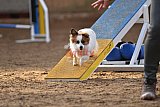wedstrijd agility friends zondag