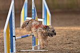 wedstrijd agility friends zondag