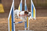 wedstrijd agility friends zondag