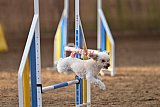 wedstrijd agility friends zondag
