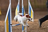wedstrijd agility friends zondag