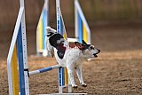 wedstrijd agility friends zondag