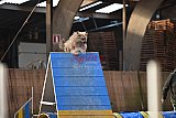 wedstrijd agility friends zondag