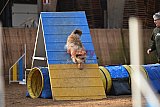 wedstrijd agility friends zondag