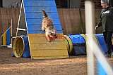 wedstrijd agility friends zondag