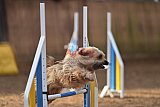 wedstrijd agility friends zondag
