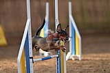 wedstrijd agility friends zondag