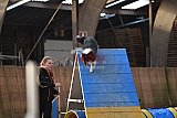 wedstrijd agility friends zondag